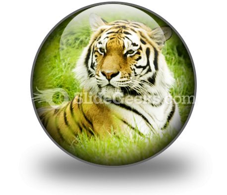 Tiger Powerpoint