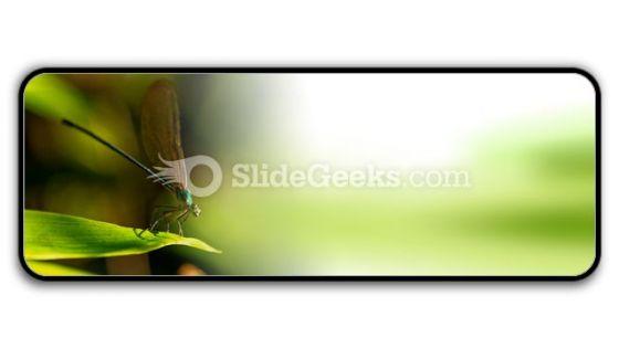 insect_powerpoint_icon_r.jpg