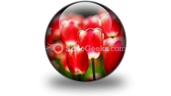 red_tulips_powerpoint_icon_c.jpg