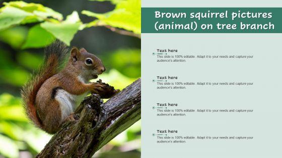 Brown_Squirrel_Pictures_Animal_On_Tree_Branch_Ppt_Infographics_Designs_PDF_Slide_1.jpg