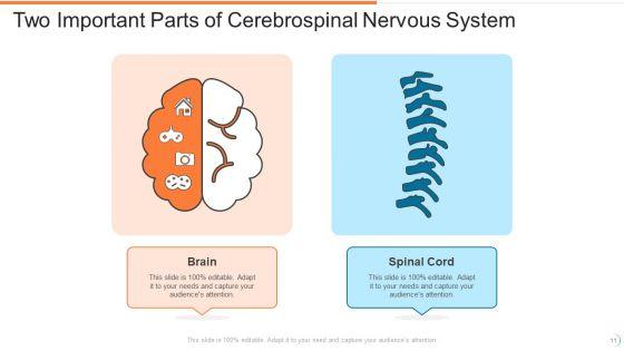 Cerebrospinal_Nervous_System_Ppt_PowerPoint_Presentation_Complete_With_Slides_Slide_11.jpg