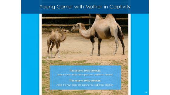 Dromedary_Captivity_Gear_Ppt_PowerPoint_Presentation_Complete_Deck_Slide_10.jpg