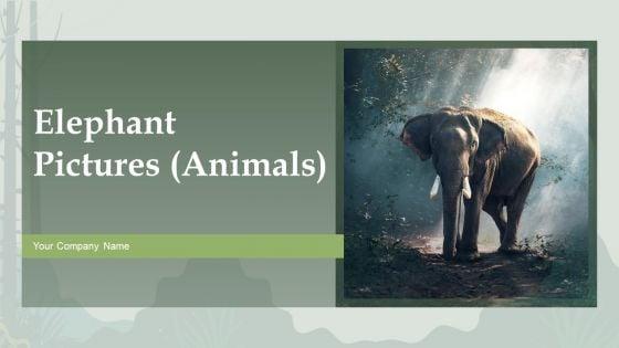 Elephant_Pictures_Animals_Ppt_PowerPoint_Presentation_Complete_Deck_With_Slides_Slide_1.jpg