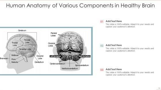 Human_Anatomy_Ppt_PowerPoint_Presentation_Complete_With_Slides_Slide_10.jpg