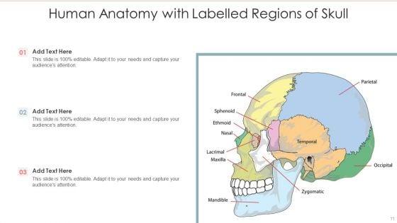 Human_Anatomy_Ppt_PowerPoint_Presentation_Complete_With_Slides_Slide_11.jpg