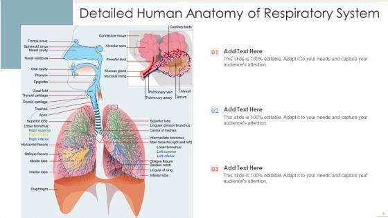 Human_Anatomy_Ppt_PowerPoint_Presentation_Complete_With_Slides_Slide_6.jpg