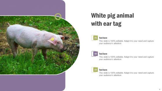 Pig_Pictures_Animal_Ppt_PowerPoint_Presentation_Complete_Deck_With_Slides_Slide_4.jpg