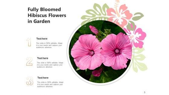 Rose_Mallow_Inspection_Hibiscus_Flower_Ppt_PowerPoint_Presentation_Complete_Deck_Slide_5.jpg
