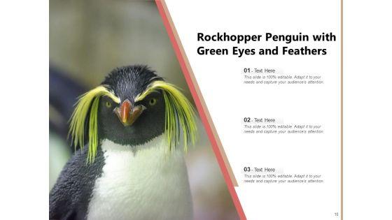 Spheniscidae_Aquatic_Animal_Brown_Penguin_Ppt_PowerPoint_Presentation_Complete_Deck_Slide_10.jpg