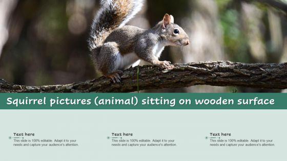 Squirrel_Pictures_Animal_Sitting_On_Wooden_Surface_Ppt_File_Demonstration_PDF_Slide_1.jpg