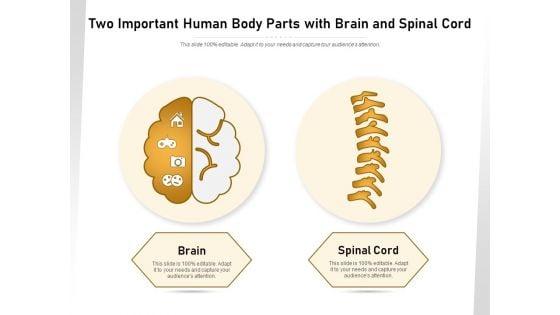 Two_Important_Human_Body_Parts_With_Brain_And_Spinal_Cord_Ppt_PowerPoint_Presentation_Gallery_Summary_PDF_Slide_1.jpg