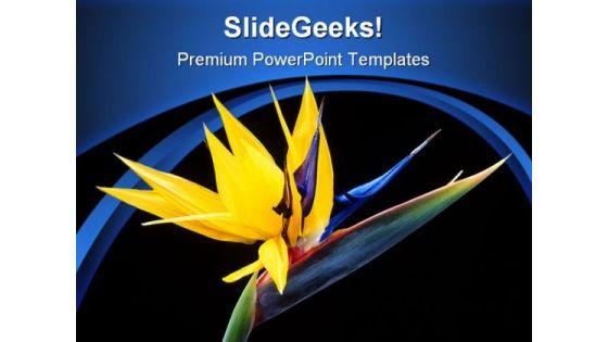 bird_of_paradise_beauty_powerpoint_templates_and_powerpoint_backgrounds_0311_title.jpg