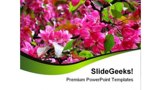 blossoming_pink_flowers_beauty_powerpoint_templates_and_powerpoint_backgrounds_0311_title.jpg