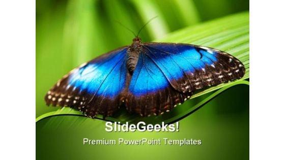 blue_morpho_butterfly_beauty_powerpoint_templates_and_powerpoint_backgrounds_0211_title.jpg