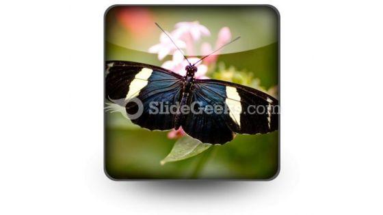 butterfly_icon_s.jpg