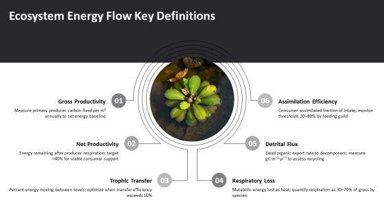 Energy Flow Diagram In Ecosystem PPT Structure VM