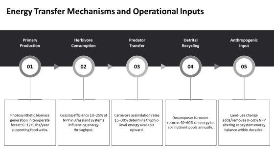 Energy Flow Diagram In Ecosystem PPT Structure VM