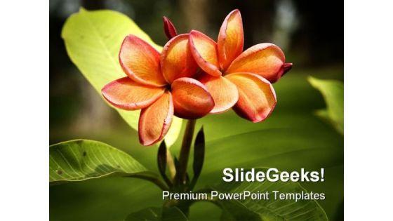 frangipani_orange_flower_nature_powerpoint_templates_and_powerpoint_backgrounds_0311_title.jpg