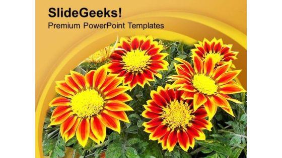 gazanias_summer_flowering_plant_powerpoint_templates_ppt_backgrounds_for_slides_0513_title.jpg