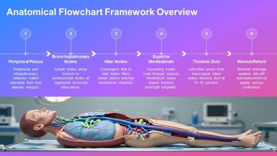 Lymphatic Drainage Of Lungs Flowchart 02 PPT Presentation VM