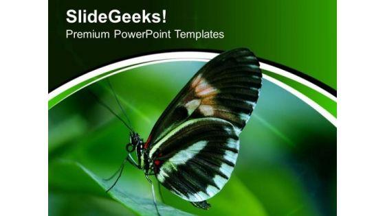 papilio_swallow_tail_butterfly_powerpoint_templates_ppt_backgrounds_for_slides_0513_title.jpg