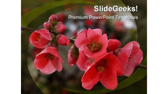 pomegranate_flowers_beauty_powerpoint_templates_and_powerpoint_backgrounds_0211_title.jpg