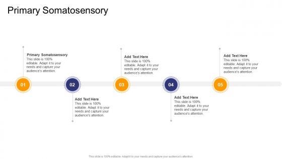 Primary Somatosensory In Powerpoint And Google Slides Cpb