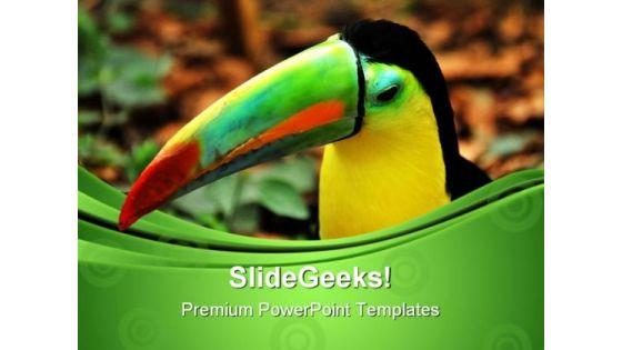 rainbow_toucan_animals_powerpoint_themes_and_powerpoint_slides_0611_title.jpg