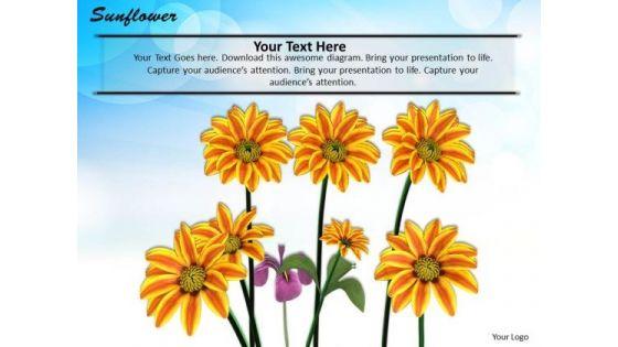 stock_photo_illustration_of_sunflowers_for_nature_pwerpoint_slide_1.jpg