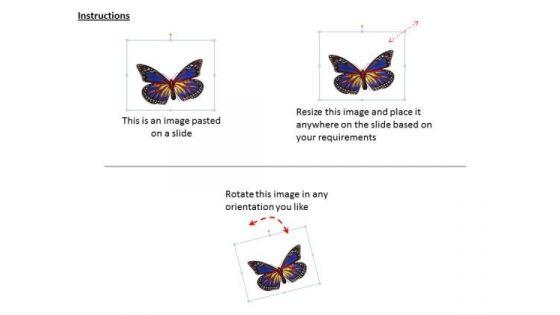 stock_photo_image_of_beautiful_butterfly_powerpoint_slide_2.jpg