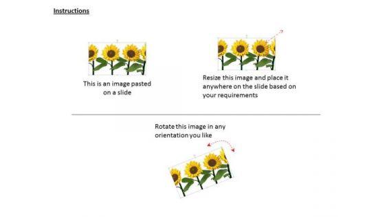 stock_photo_three_sunflowers_for_decoration_and_nature_powerpoint_slide_2.jpg