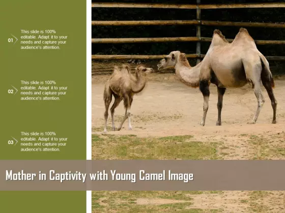 Mother In Captivity With Young Camel Image Ppt PowerPoint Presentation Gallery Display PDF