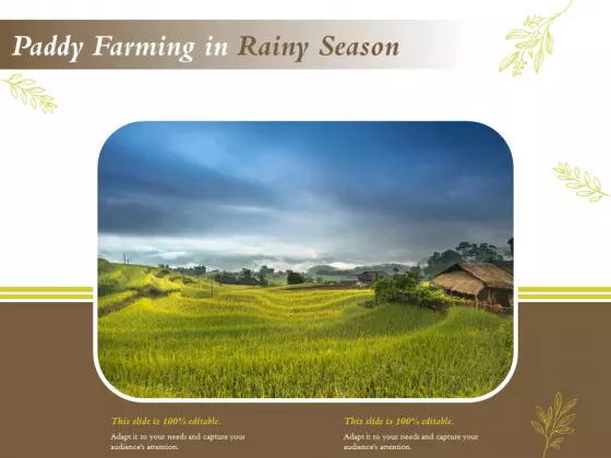 Paddy Farming In Rainy Season Ppt PowerPoint Presentation Model Graphics Design PDF