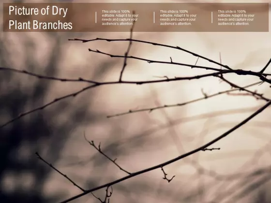Picture Of Dry Plant Branches Ppt PowerPoint Presentation Inspiration Tips