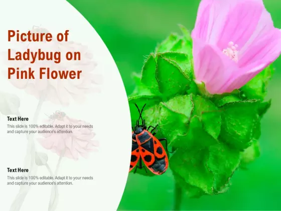 Picture Of Ladybug On Pink Flower Ppt PowerPoint Presentation Layouts Inspiration PDF