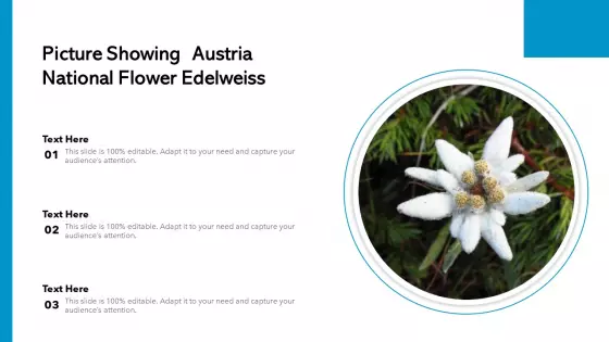 Picture Showing Austria National Flower Edelweiss Ppt PowerPoint Presentation File Design Ideas PDF