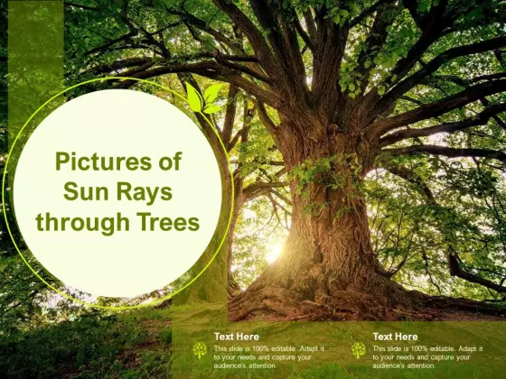Pictures Of Sun Rays Through Trees Ppt Gallery Infographic Template PDF
