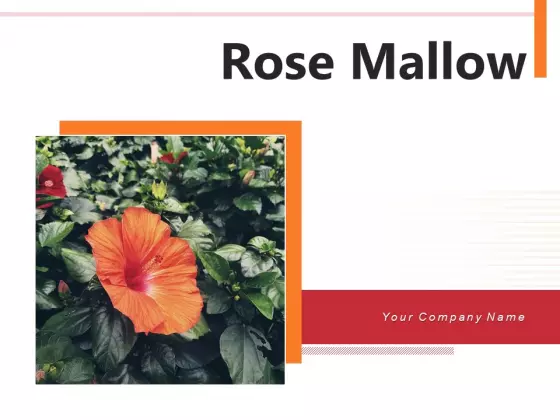 Rose Mallow Inspection Hibiscus Flower Ppt PowerPoint Presentation Complete Deck