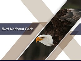 Bird Conservation Organizations Presentation