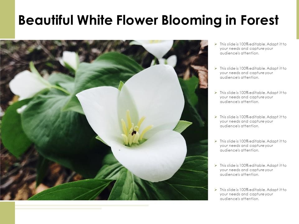 Beautiful_White_Flower_Blooming_In_Forest_Ppt_PowerPoint_Presentation_Icon_Infographics_PDF_Slide_1.jpg