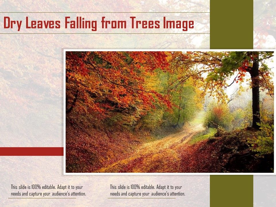 Dry_Leaves_Falling_From_Trees_Image_Ppt_PowerPoint_Presentation_Show_Images_PDF_Slide_1.jpg