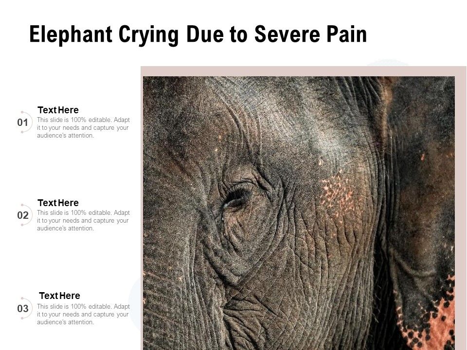 Elephant_Crying_Due_To_Severe_Pain_Ppt_PowerPoint_Presentation_Icon_Portfolio_PDF_Slide_1.jpg