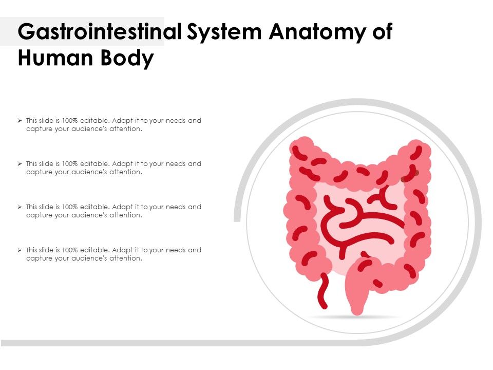 Gastrointestinal_System_Anatomy_Of_Human_Body_Ppt_PowerPoint_Presentation_Icon_Infographics_PDF_Slide_1.jpg