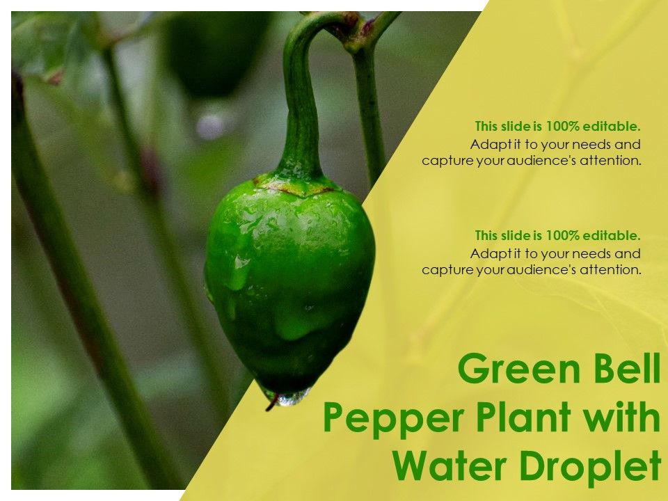 Green Bell Pepper Plant With Water Droplet Ppt PowerPoint Presentation Inspiration Graphics Template PDF Slide01