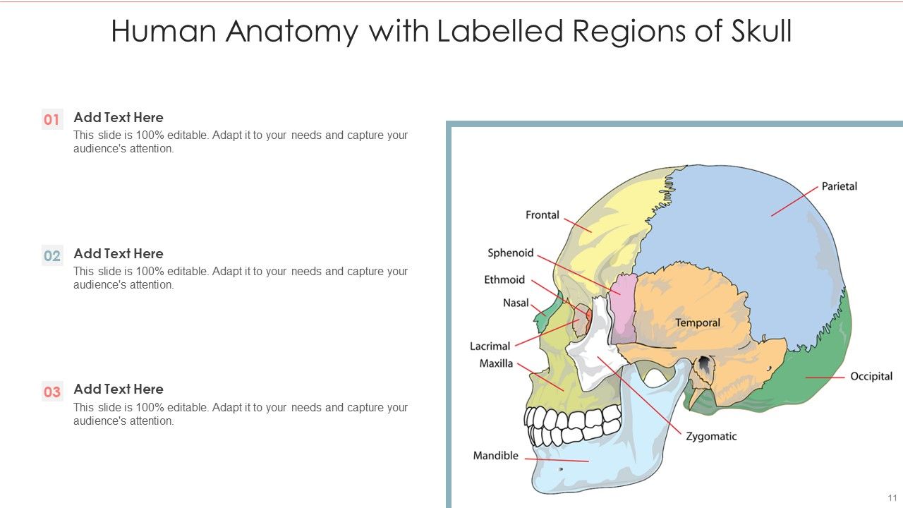 Human Anatomy Ppt PowerPoint Presentation Complete With Slides