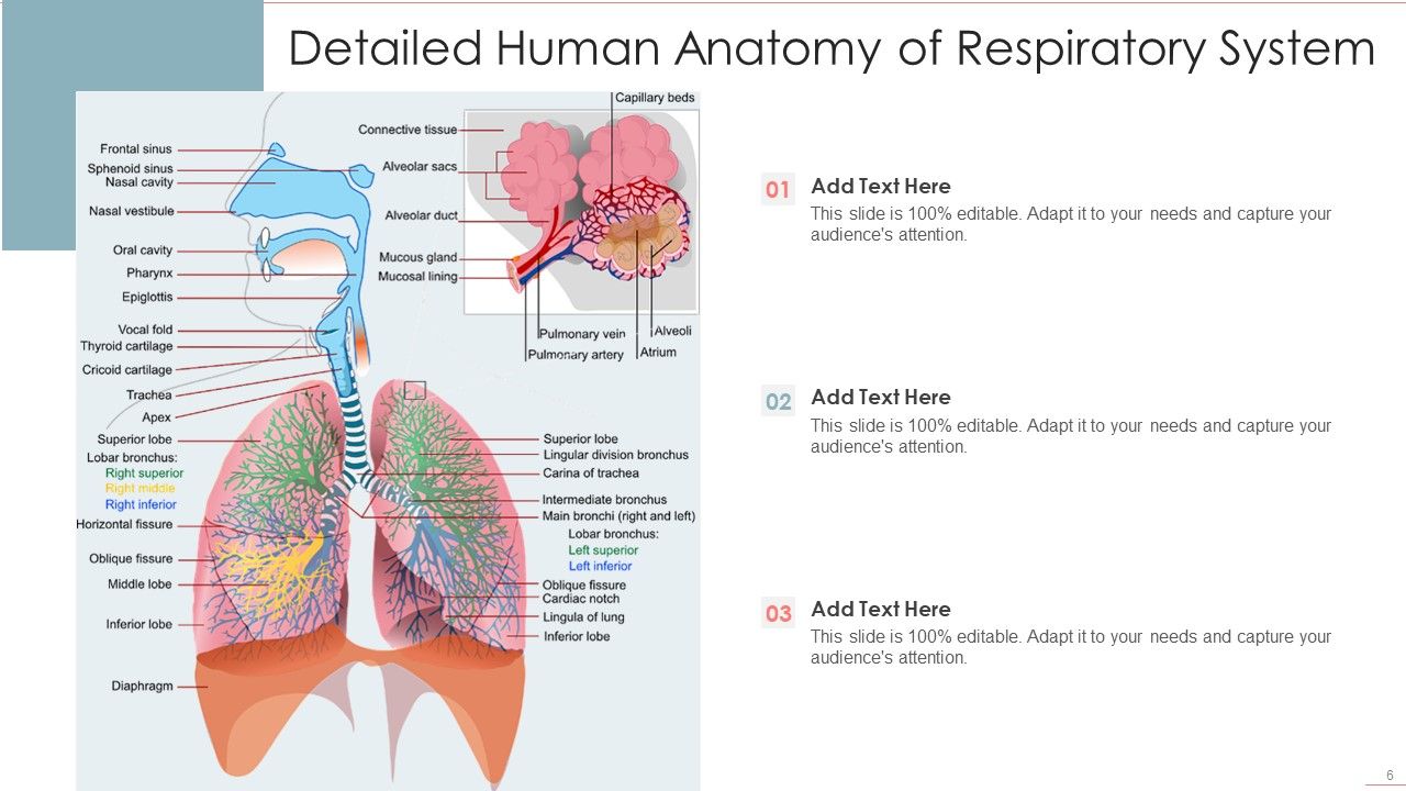 Human Anatomy Ppt Powerpoint Presentation Complete With Slides Human Anatomy Ppt Powerpoint Presentation Complete With Slides