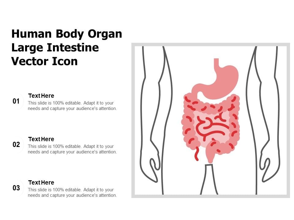 Human_Body_Organ_Large_Intestine_Vector_Icon_Ppt_PowerPoint_Presentation_Styles_Topics_PDF_Slide_1.jpg