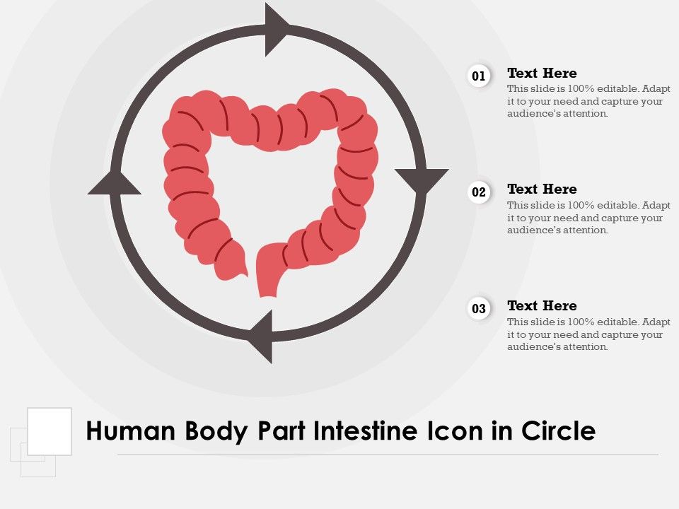 Human_Body_Part_Intestine_Icon_In_Circle_Ppt_PowerPoint_Presentation_Summary_Guidelines_PDF_Slide_1.jpg