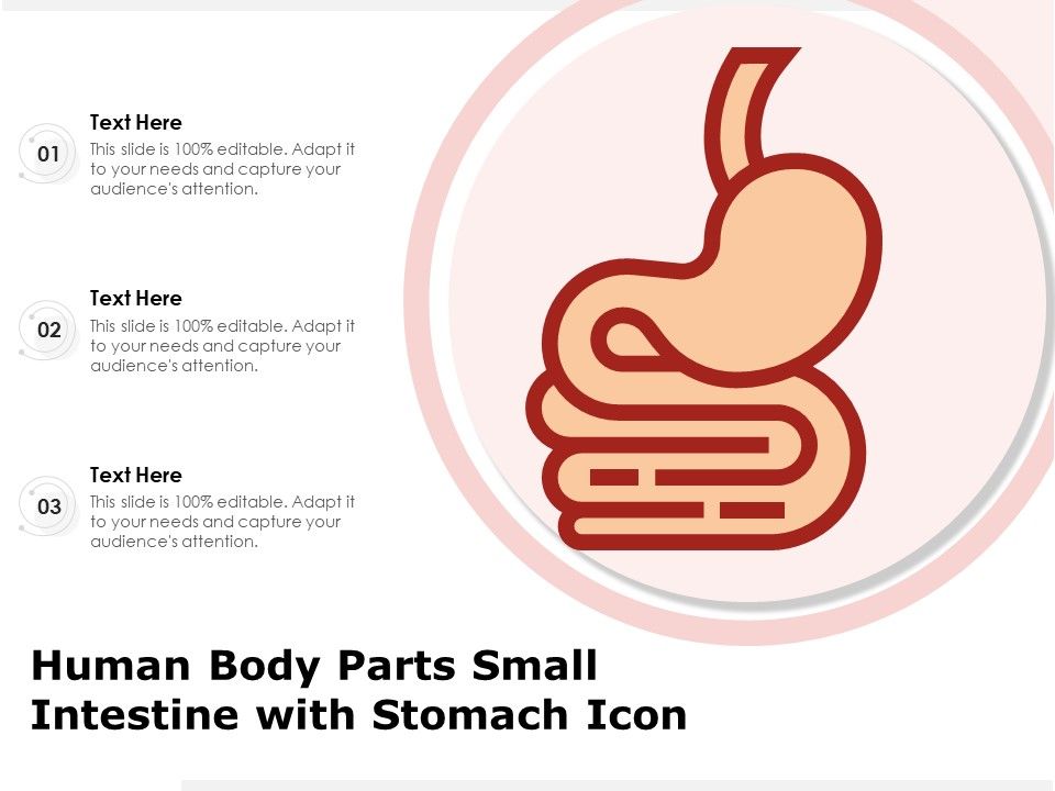 Human_Body_Parts_Small_Intestine_With_Stomach_Icon_Ppt_PowerPoint_Presentation_Layouts_Grid_PDF_Slide_1.jpg