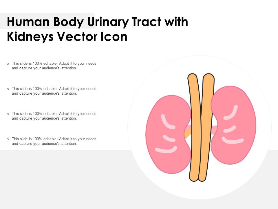 Human_Body_Urinary_Tract_With_Kidneys_Vector_Icon_Ppt_PowerPoint_Presentation_Icon_Model_PDF_Slide_1.jpg